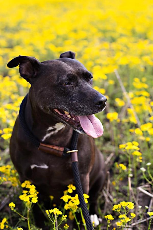 /Images/uploads/Humane Society of Utah/HSU2018/entries/4490thumb.jpg